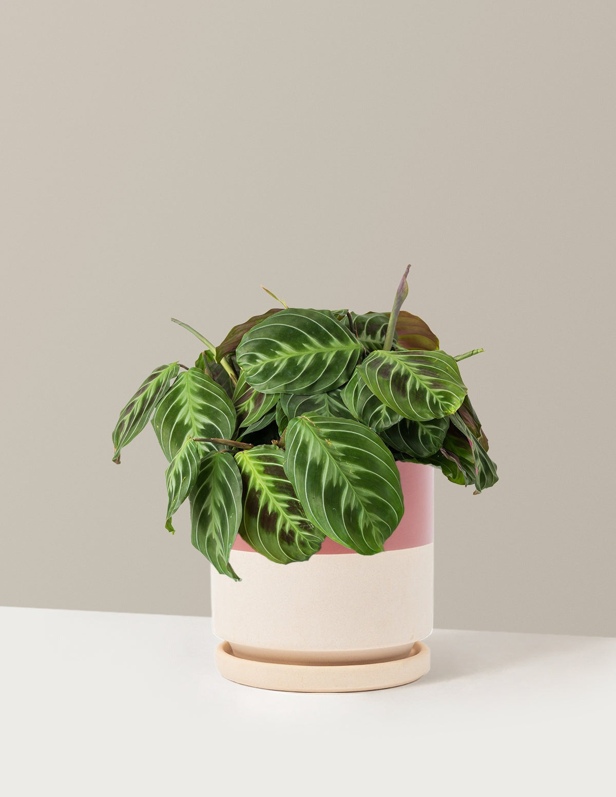 Black Prayer Plant