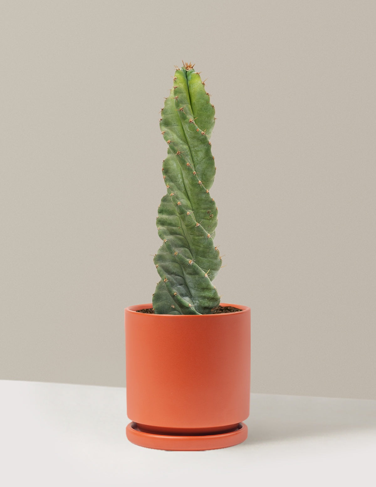 Spiral Cactus