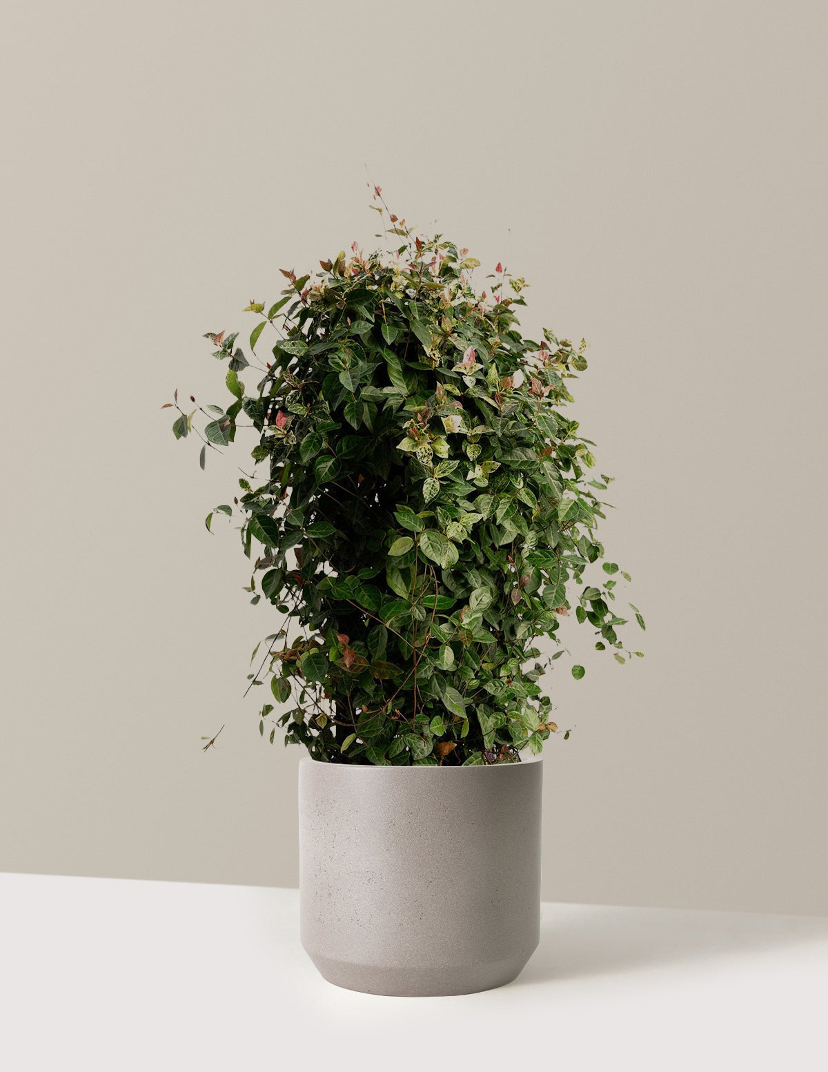 Snow-N-SummerTM Asiatic Jasmine