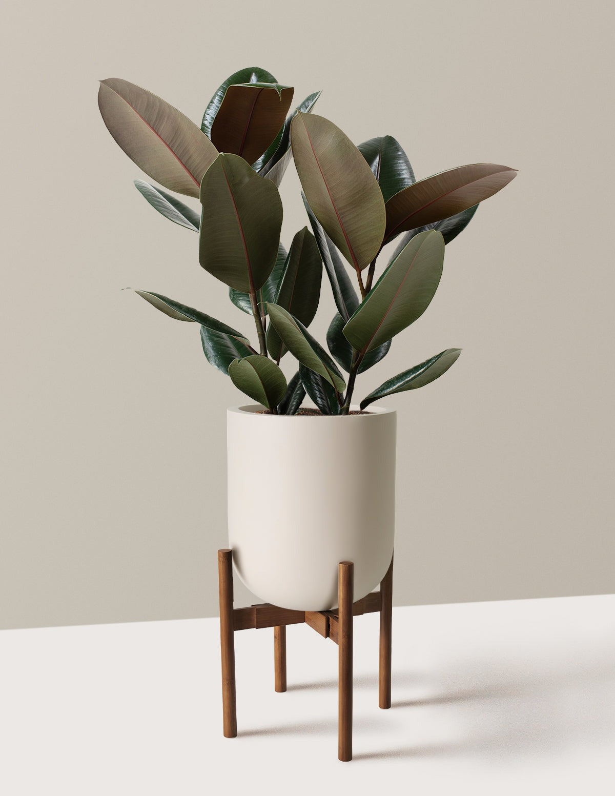 Ficus Burgundy Rubber Plant
