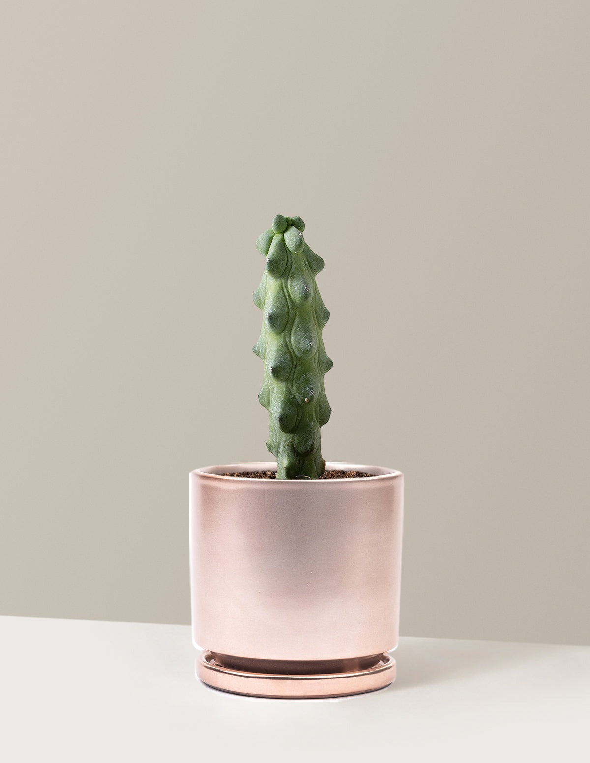 Boobie Cactus