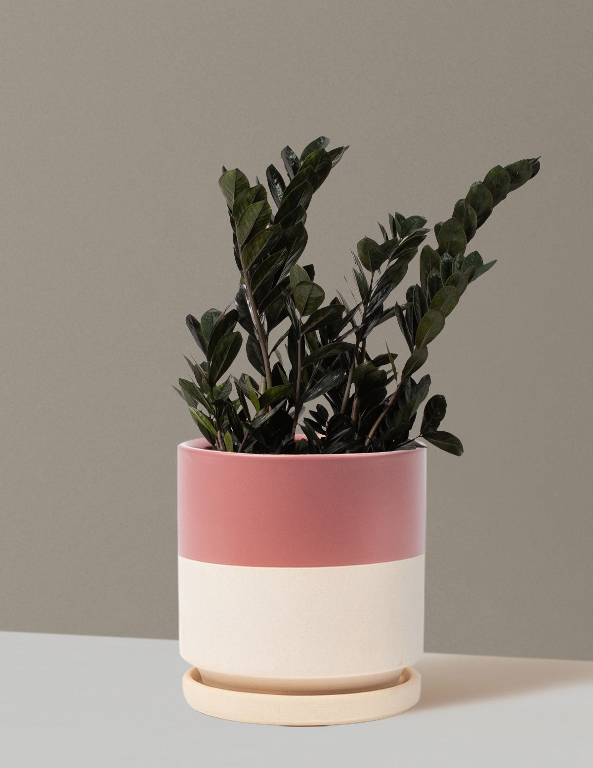 Black ZZ Plant