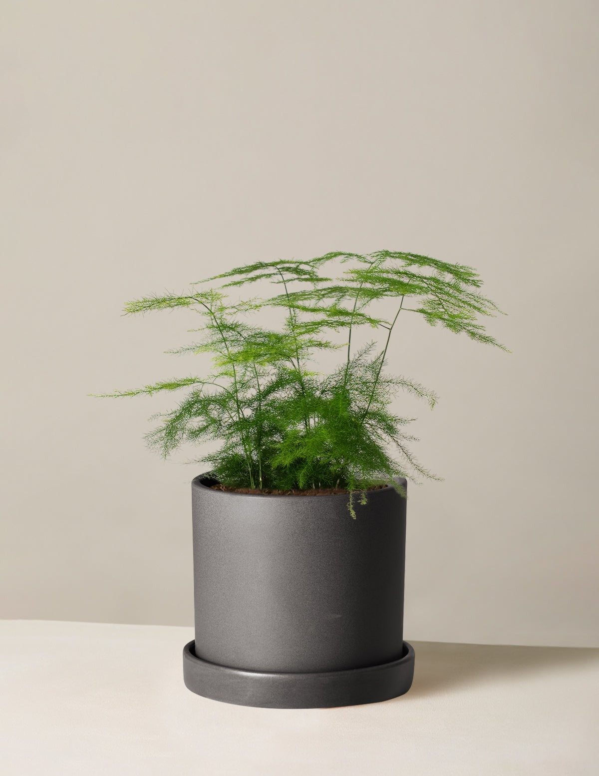 Asparagus Fern