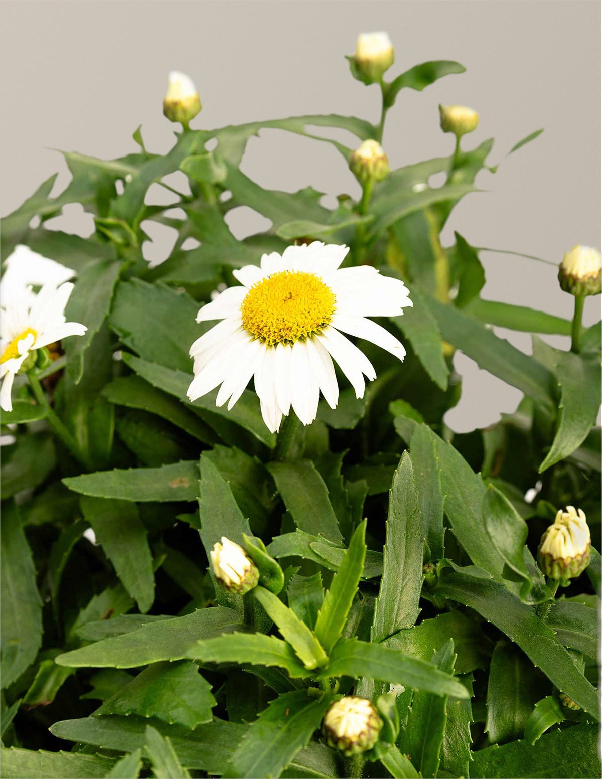 ShortstopTM Shasta Daisy