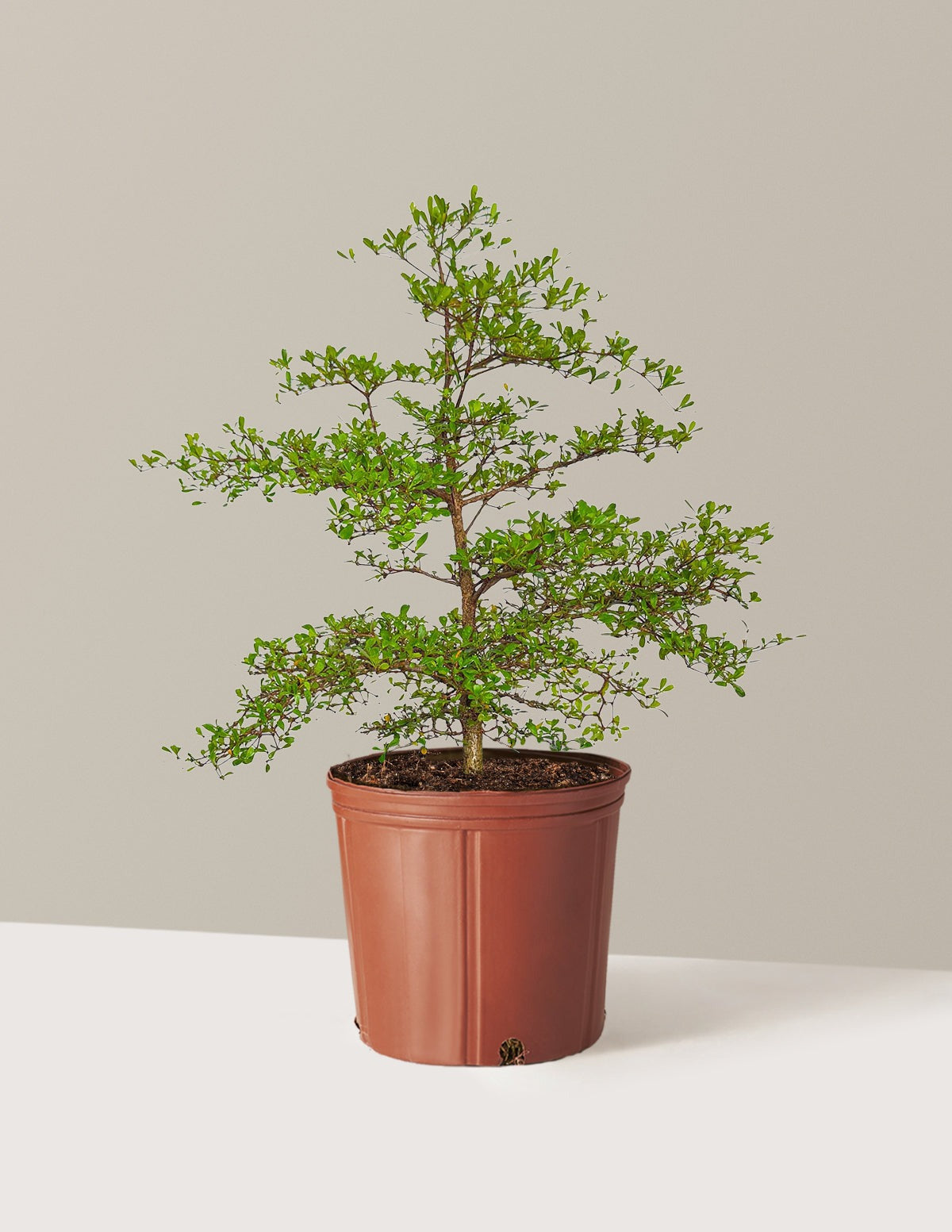 Black Olive Tree