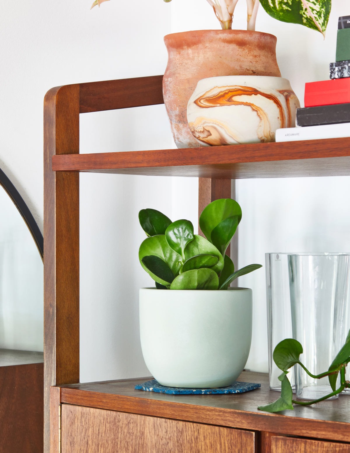 Baby Rubber Plant