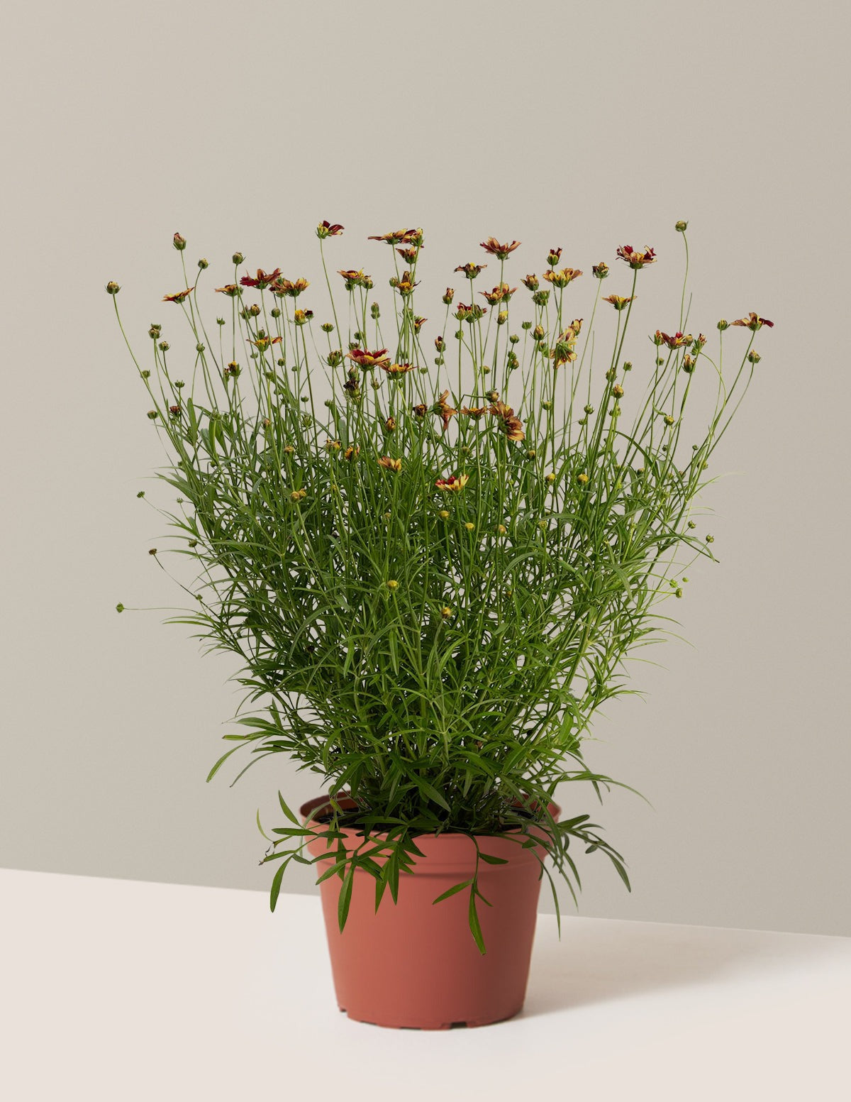 Li'l BangTM Red Elf Coreopsis