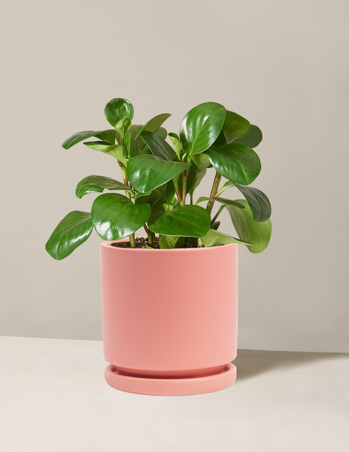 Baby Rubber Plant