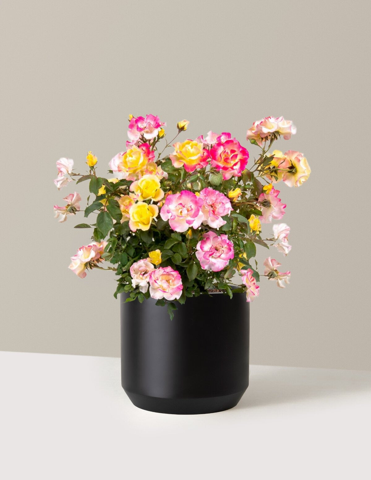 Gumball GoodyTM Rose