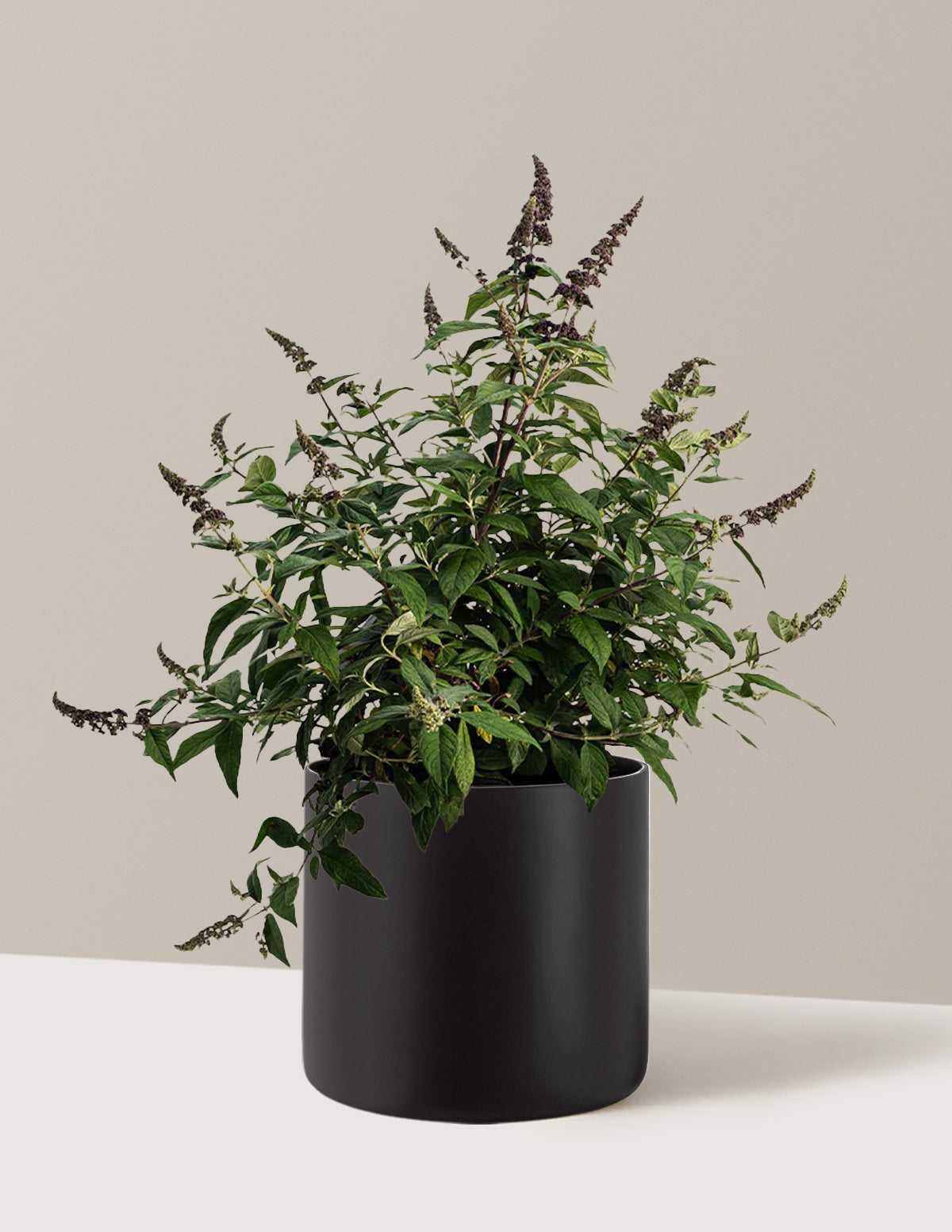 Blueberry PieTM Butterfly Bush
