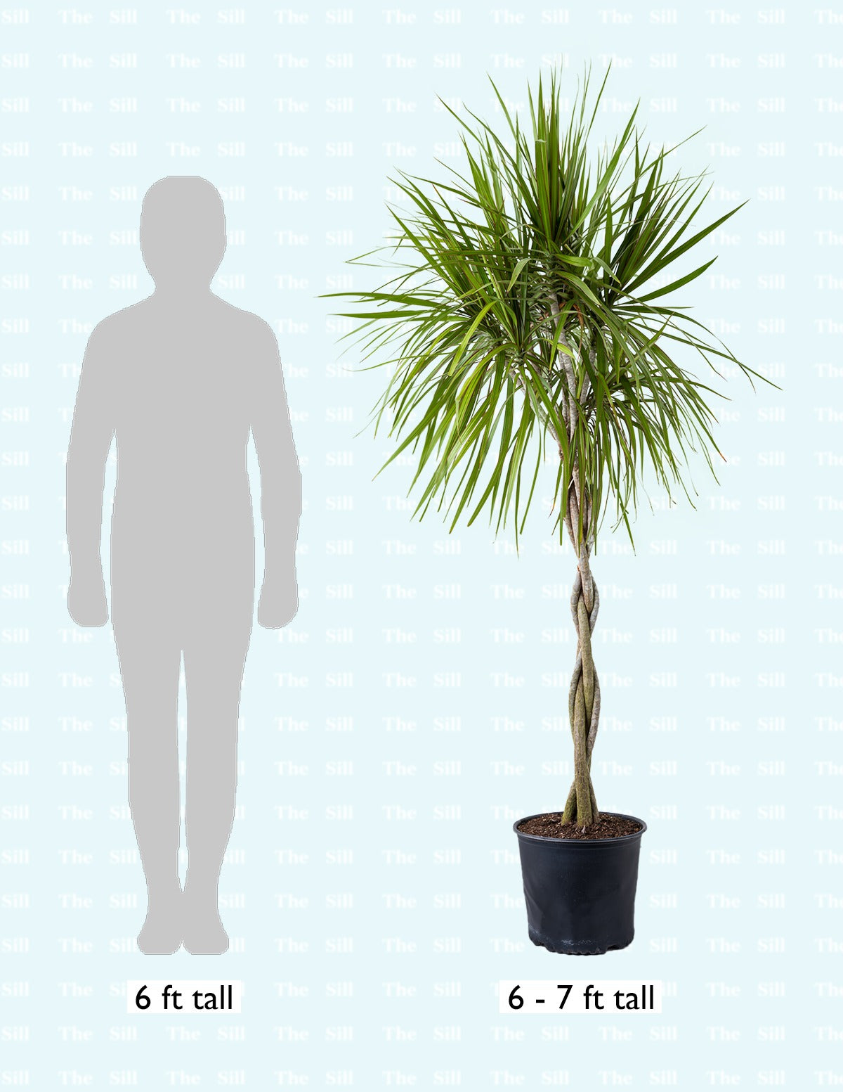 Dracaena Marginata Braided