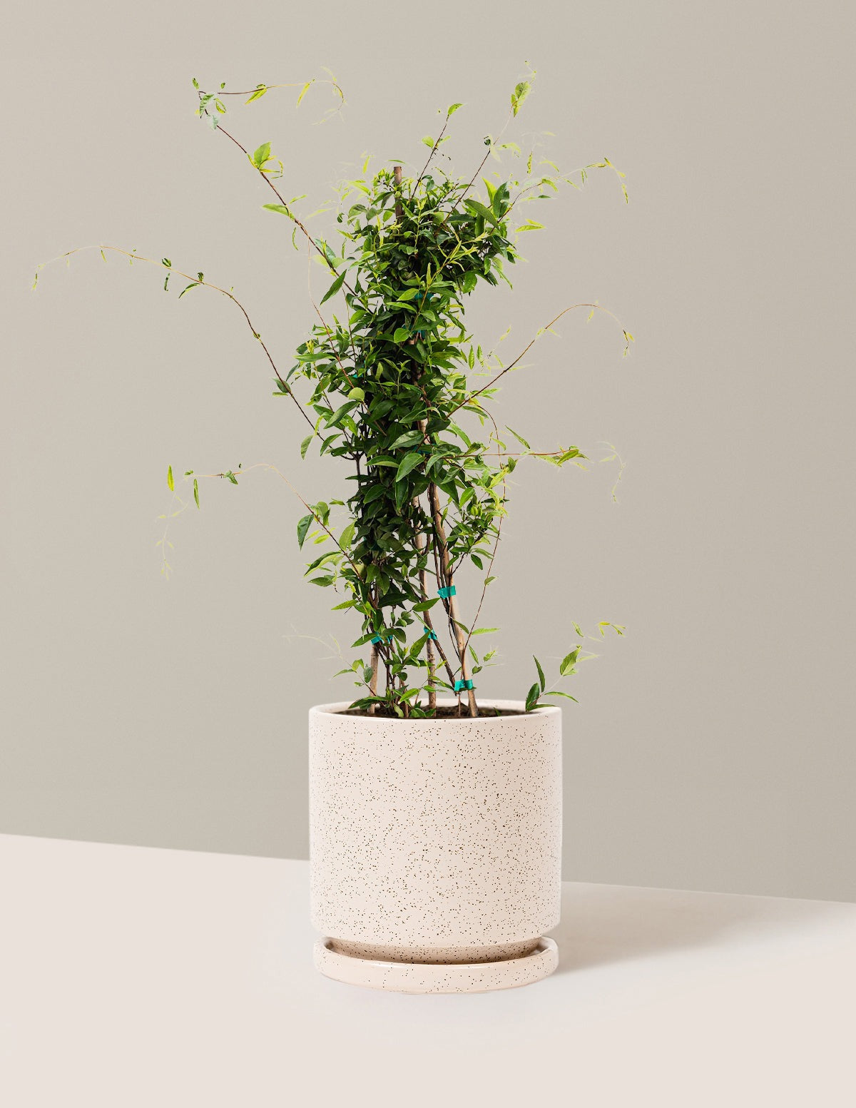Carolina Jasmine