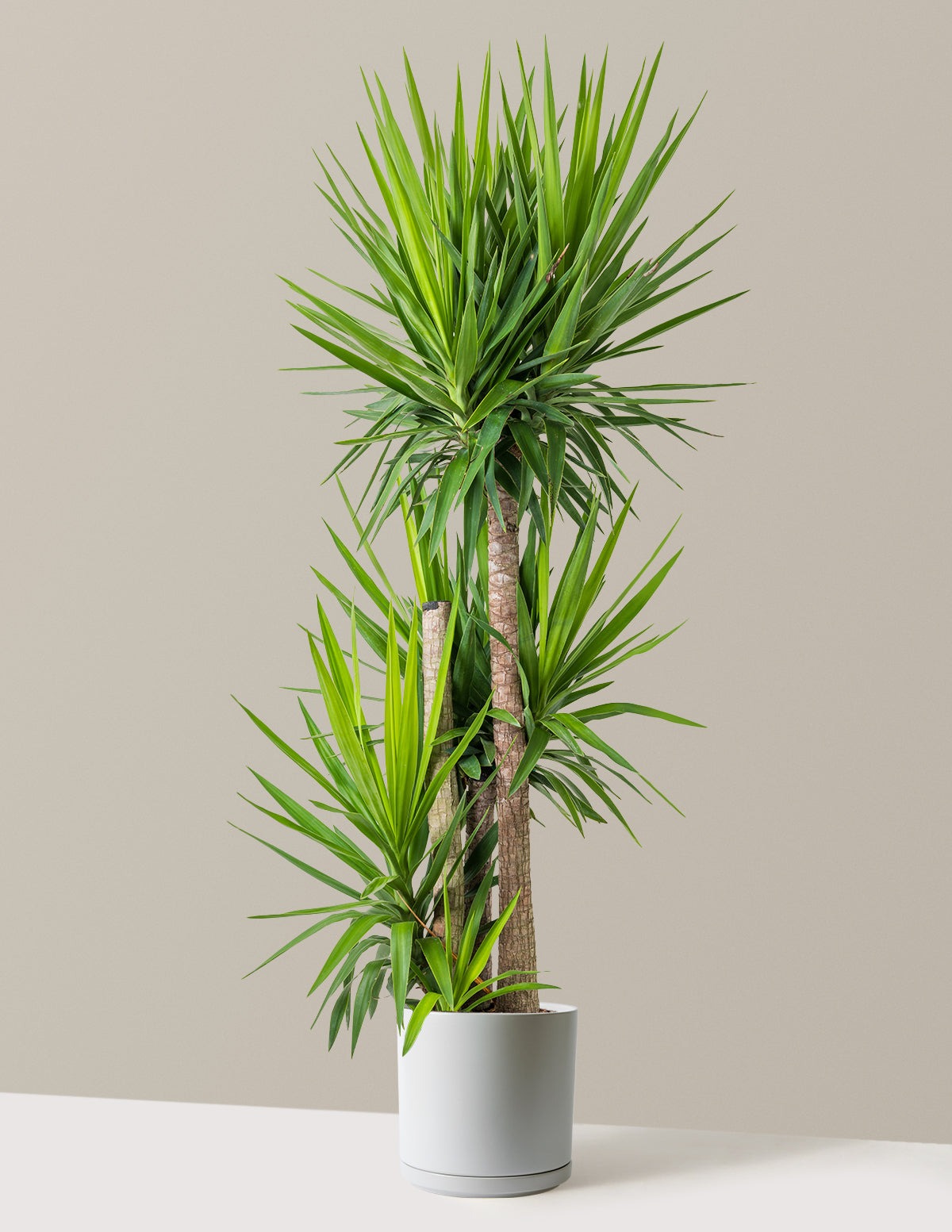 Yucca Plant Multi Stem