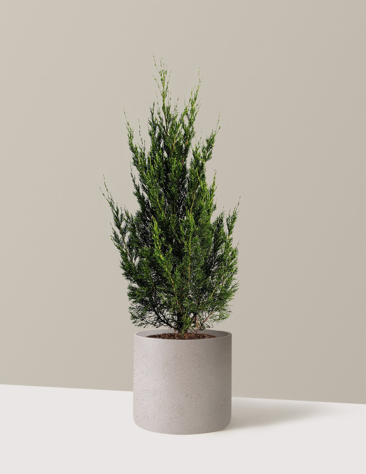 Spartan Juniper