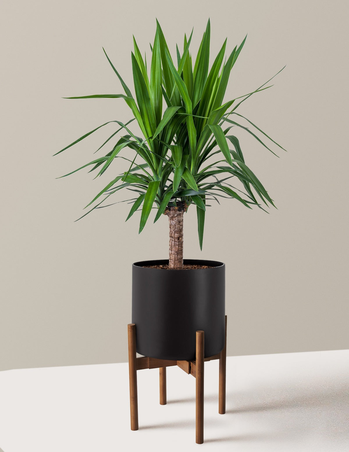 Yucca Plant Single Stem