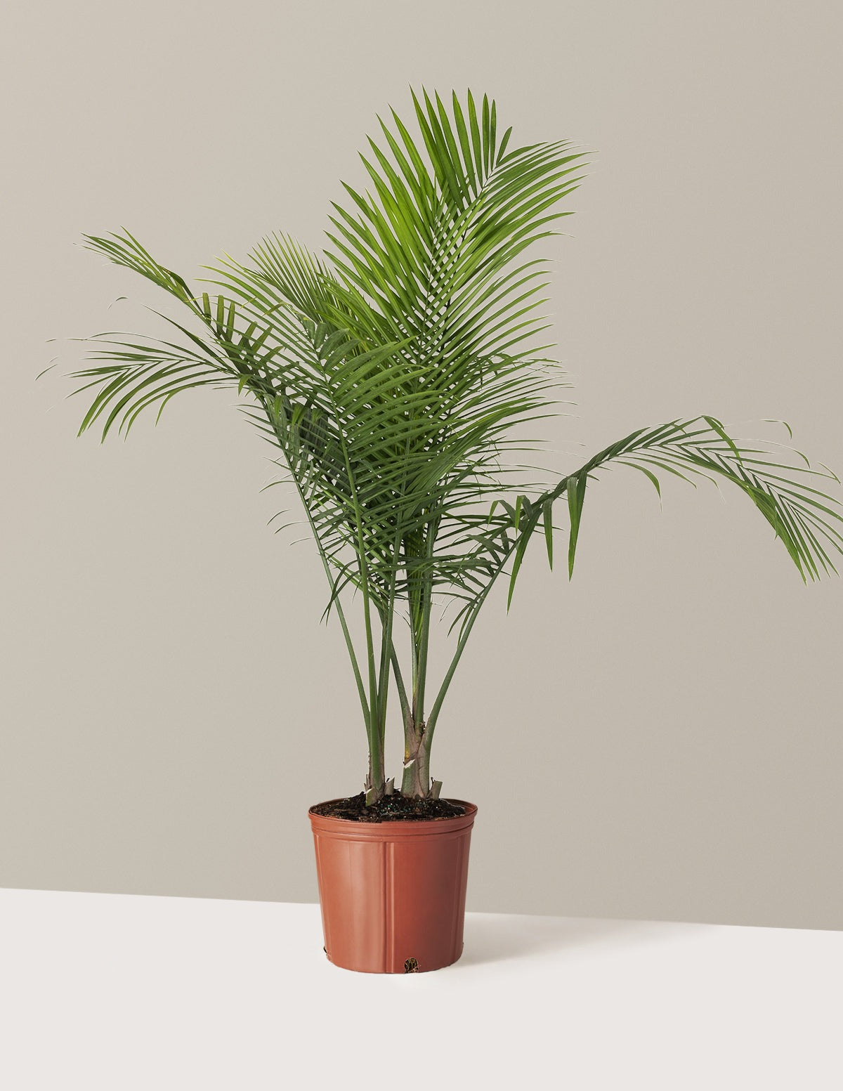 Large Majesty Palm