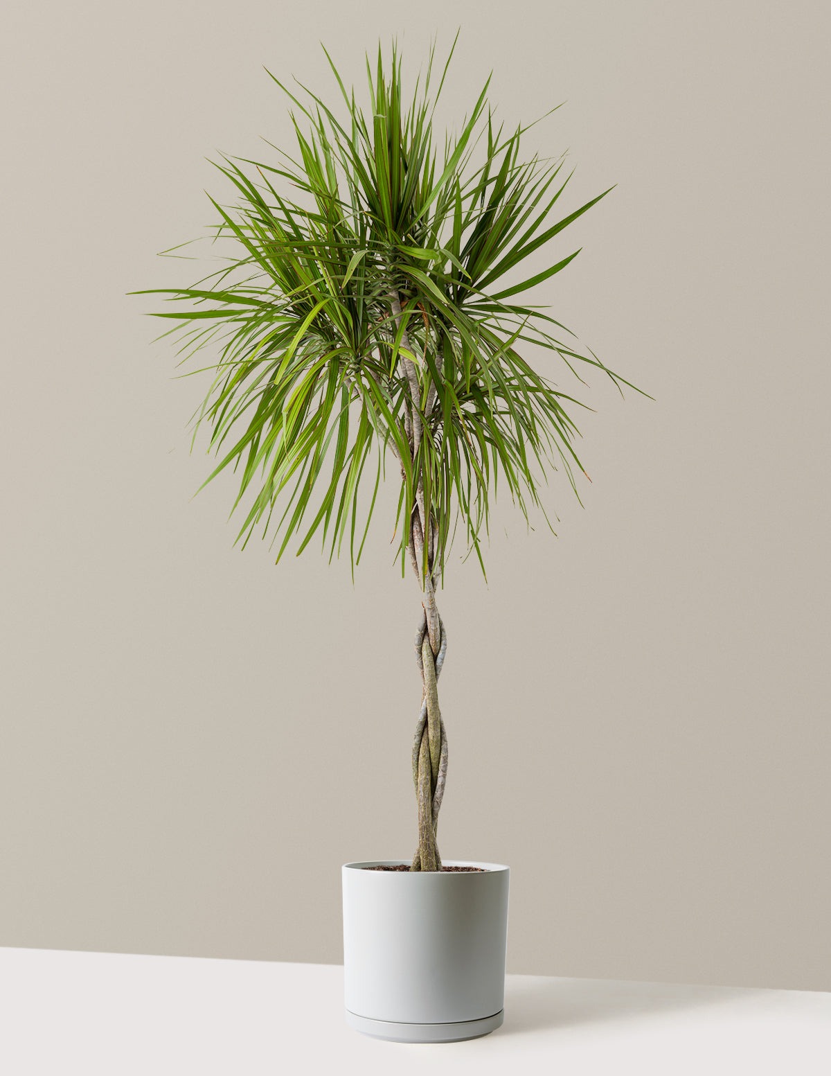 Dracaena Marginata Braided