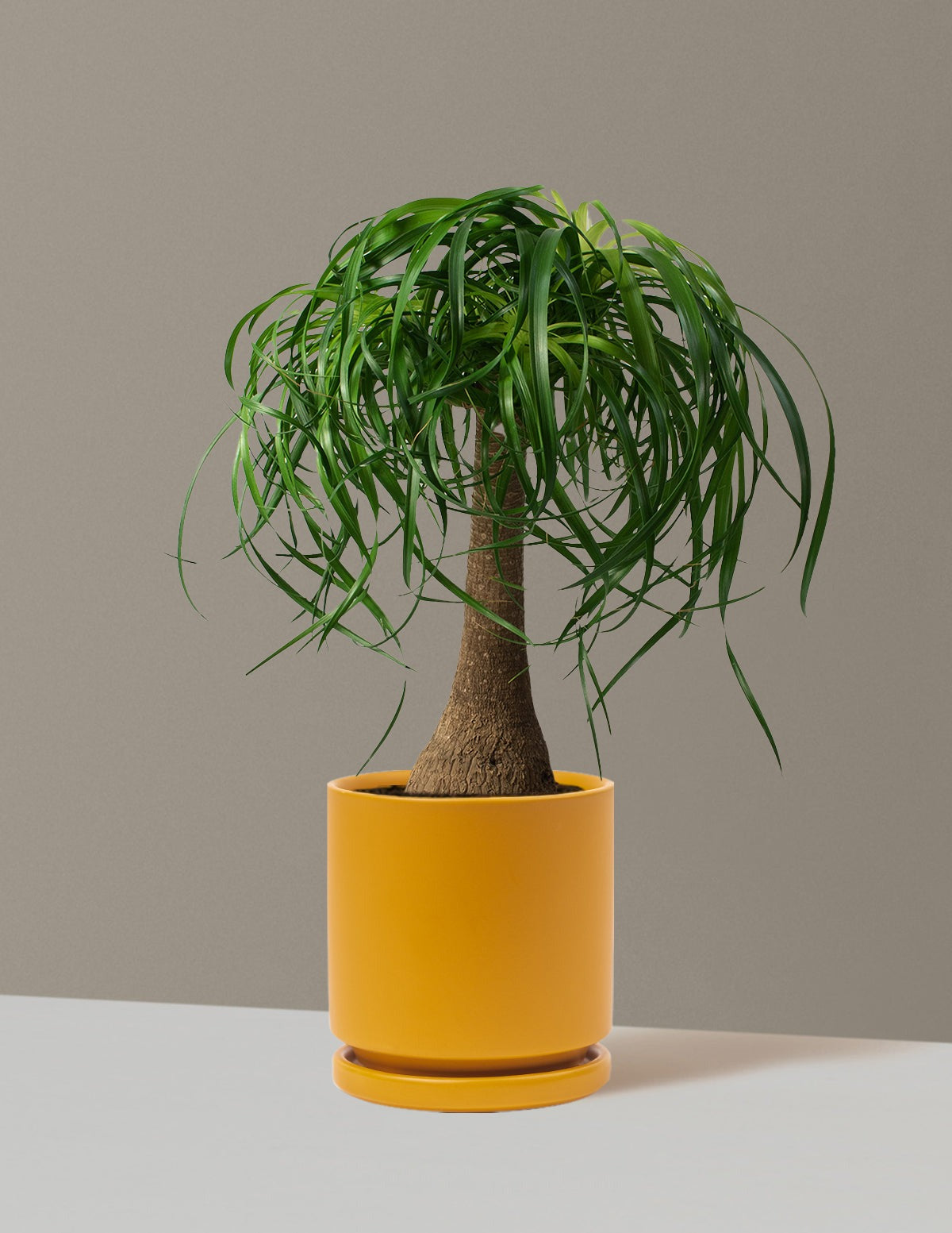 Ponytail Palm
