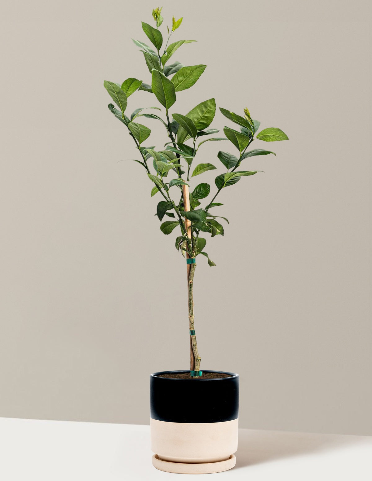 Meyer Lemon
