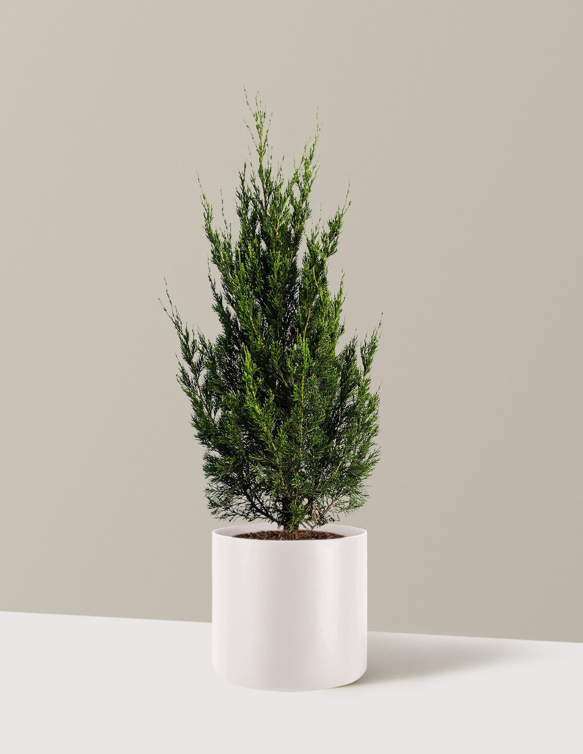 Spartan Juniper