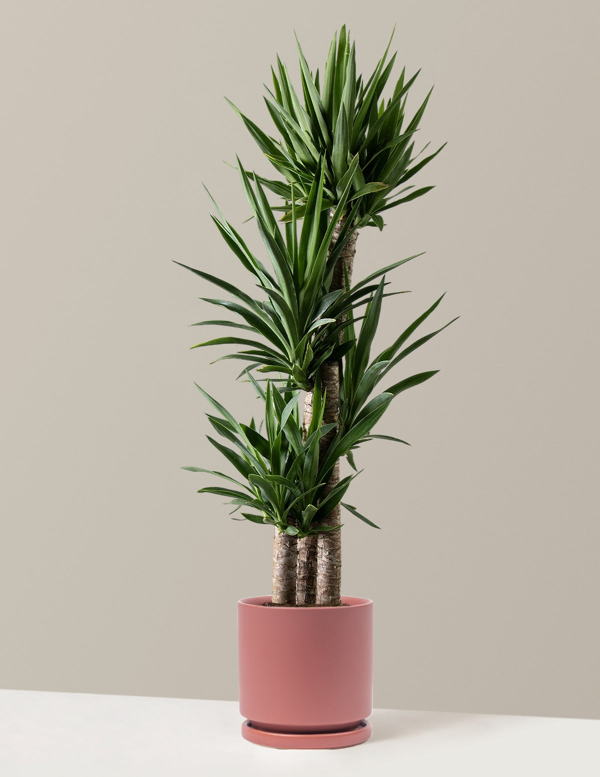 Yucca Plant Multi Stem