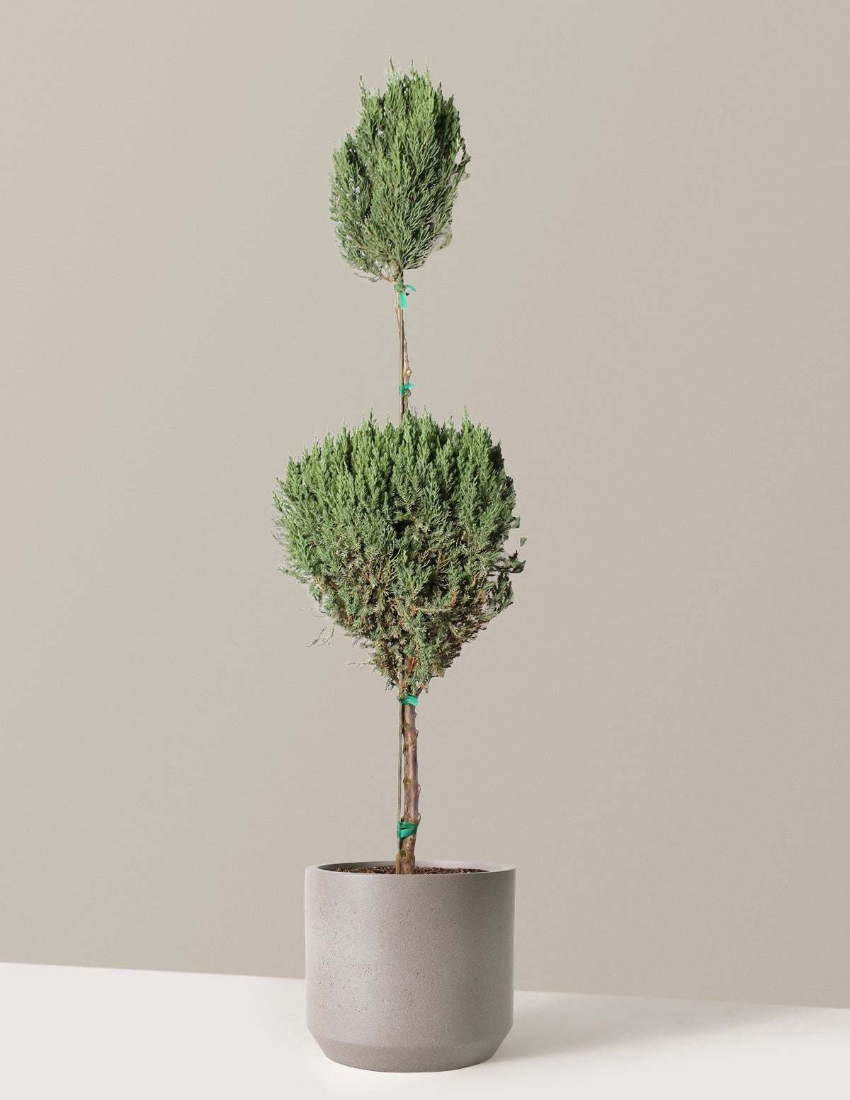Blue Point Juniper Topiary Tree