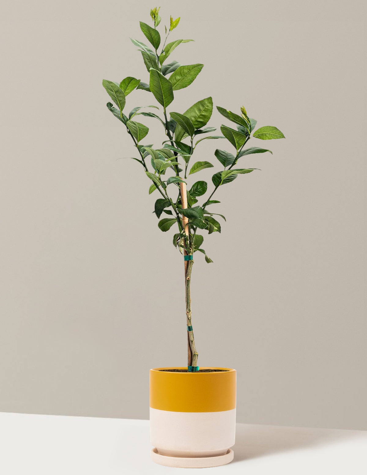 Meyer Lemon