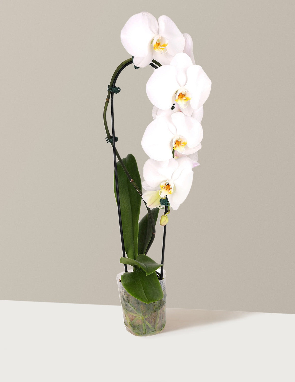 Waterfall Orchid