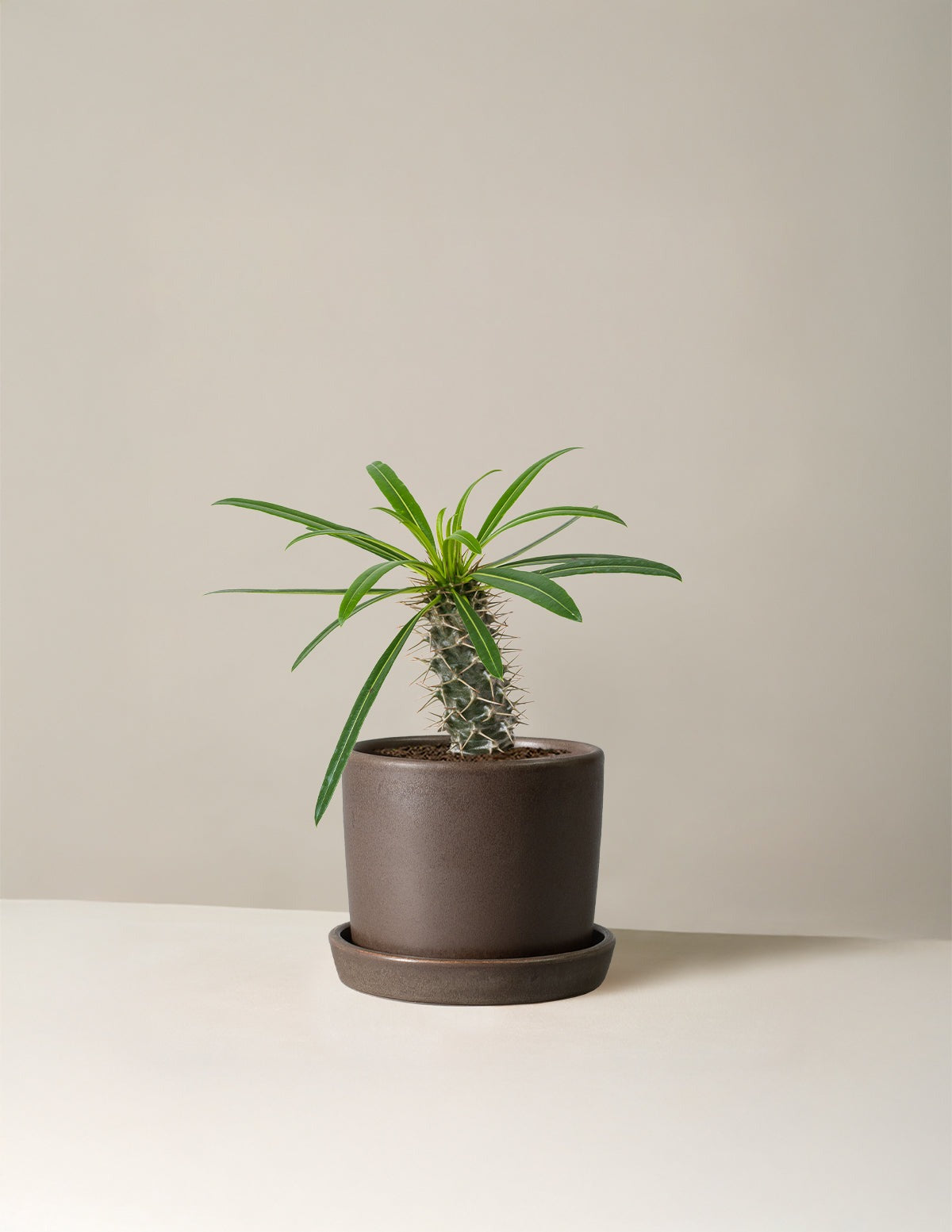 Madagascar Palm
