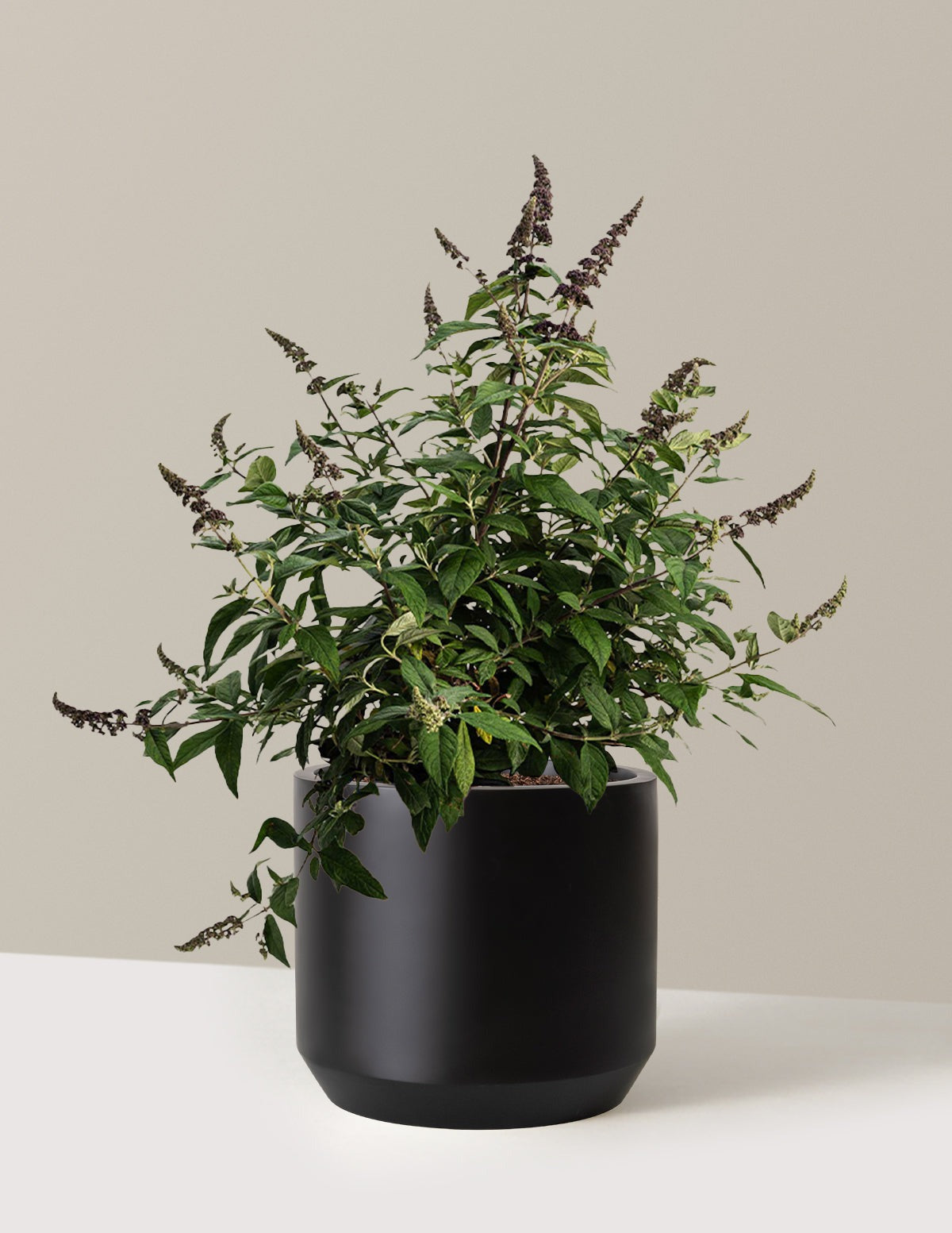 Blueberry PieTM Butterfly Bush
