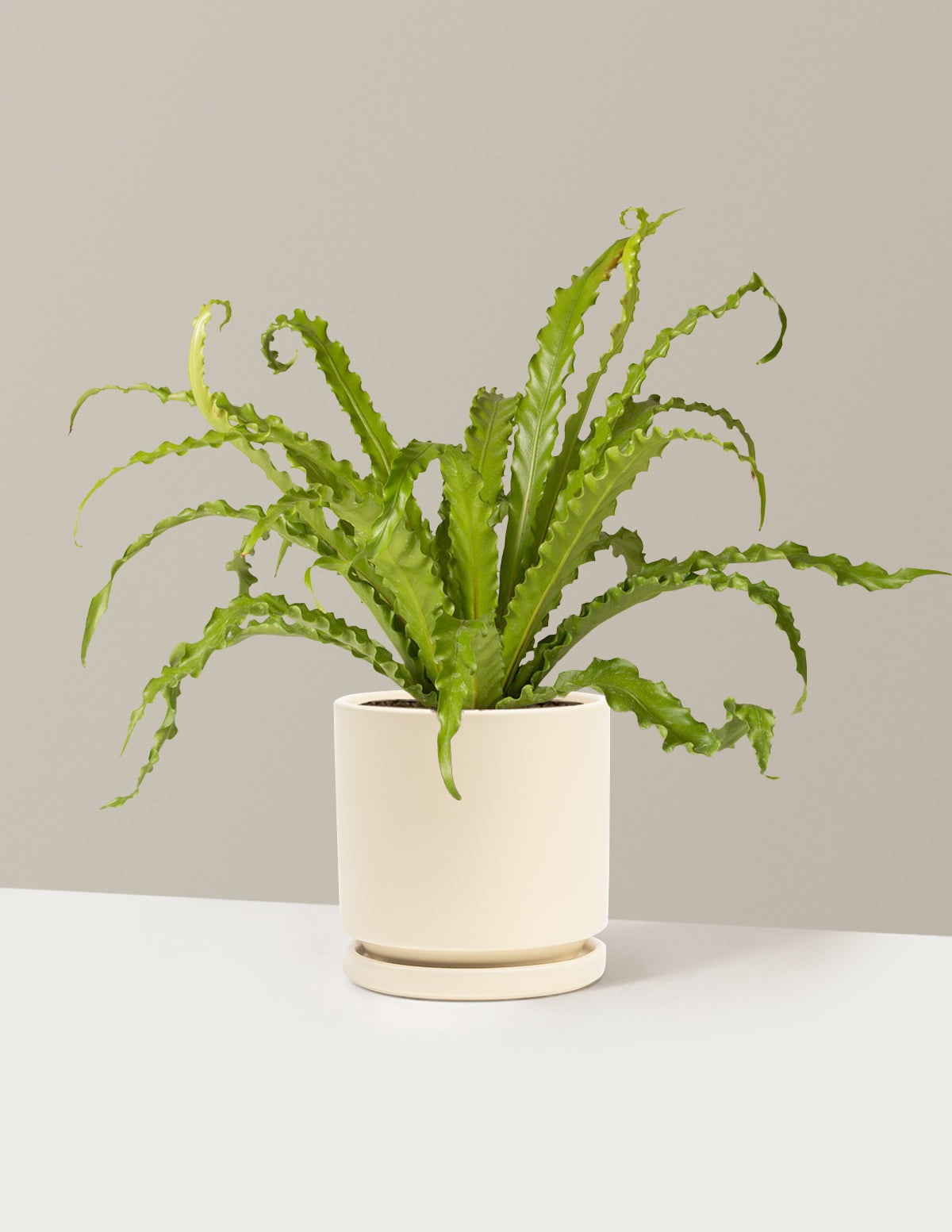Bird's Nest Fern