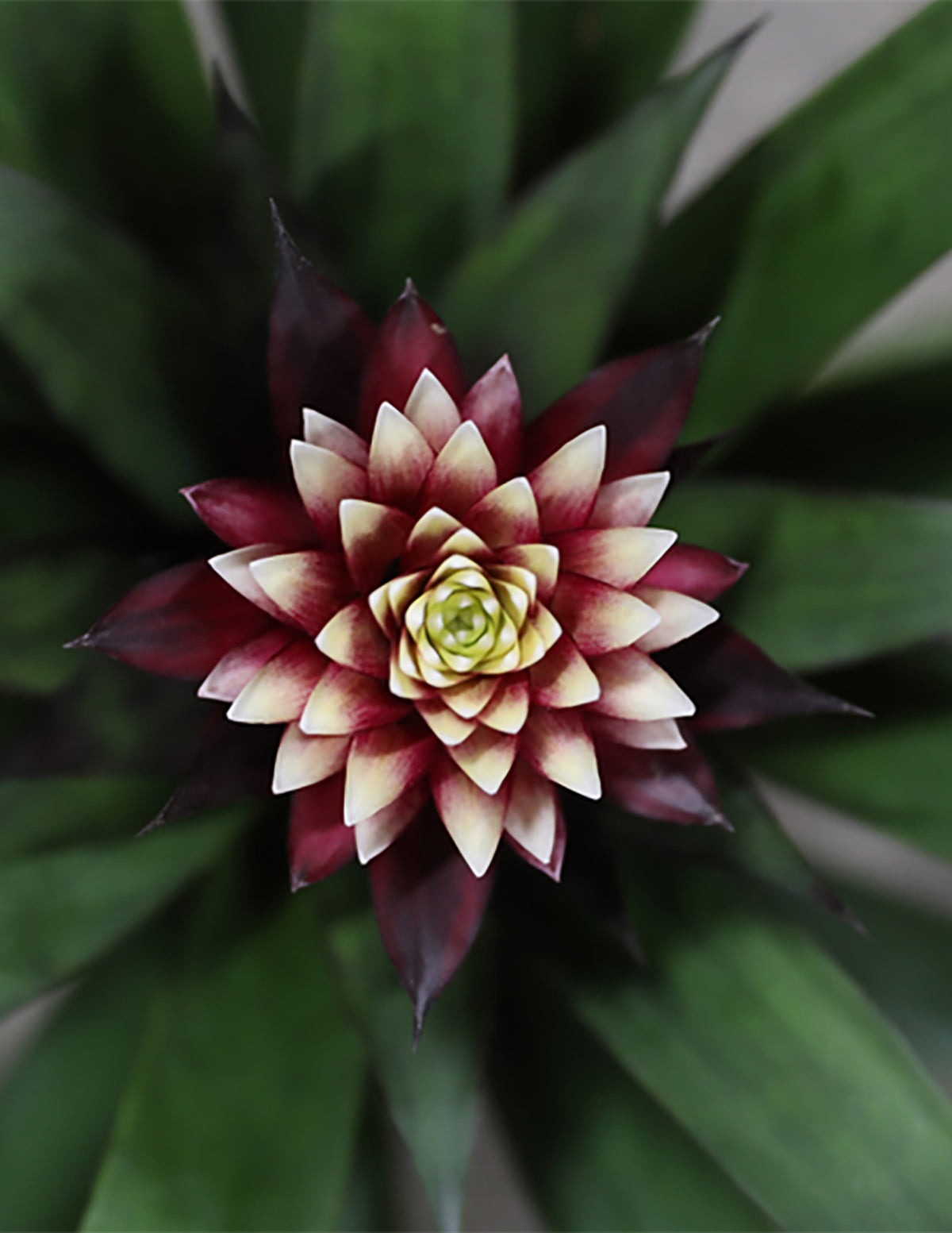 Bromeliad Guzmania Francesca
