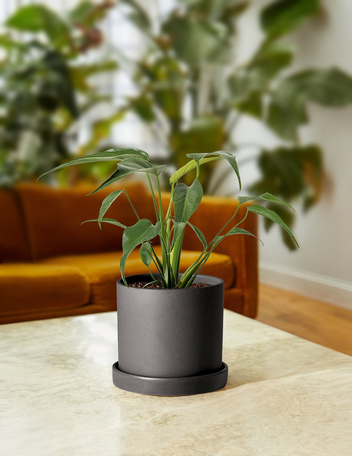 Monstera Burle Marx Flame