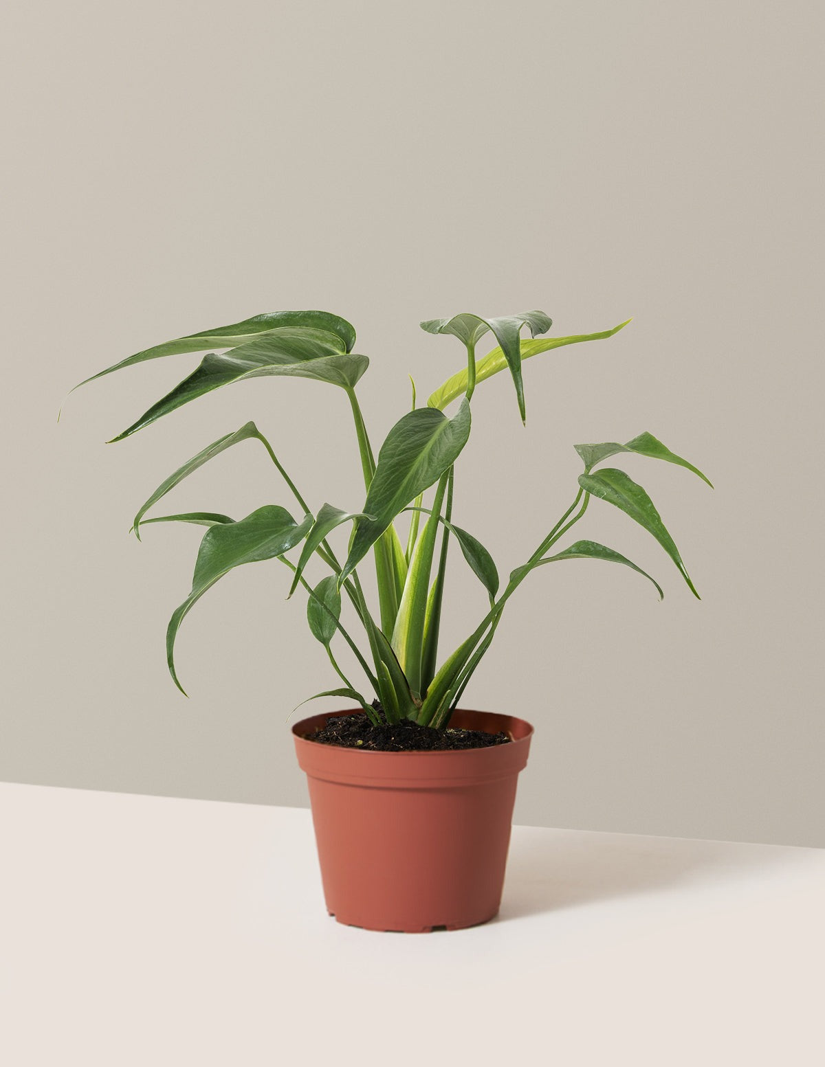 Monstera Burle Marx Flame
