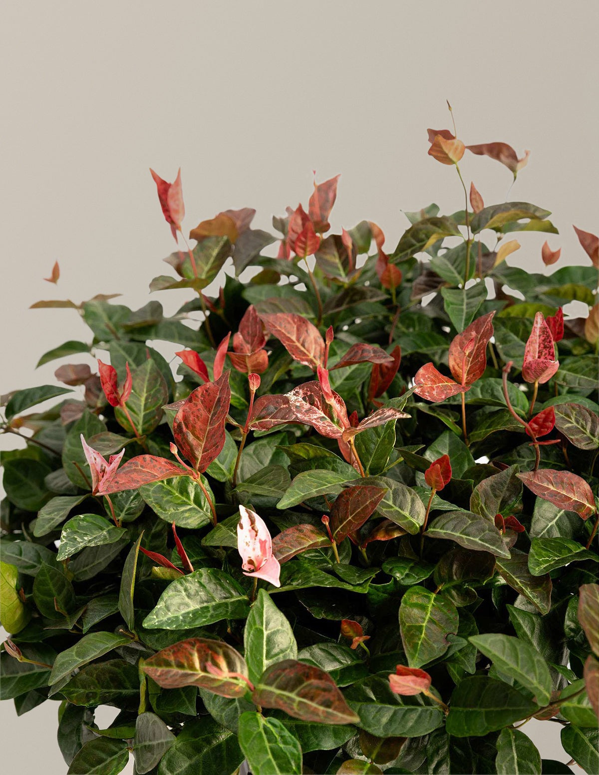 Snow-N-SummerTM Asiatic Jasmine