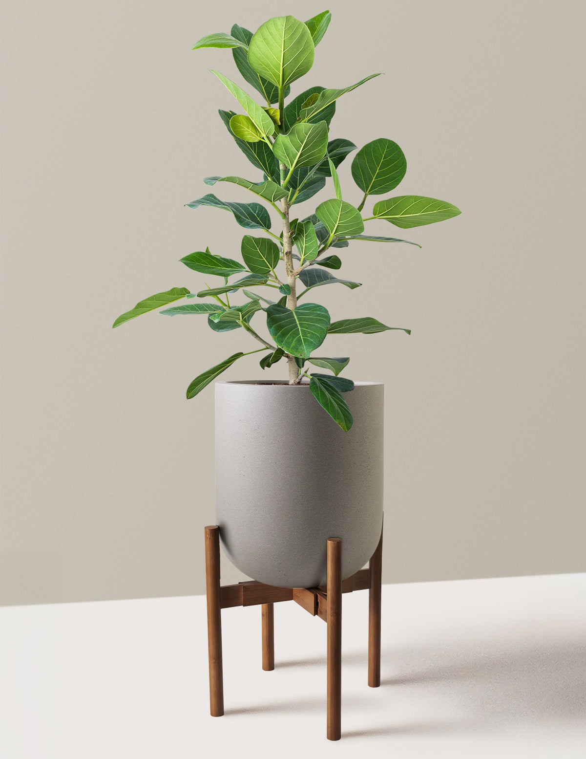 Ficus Audrey Bush