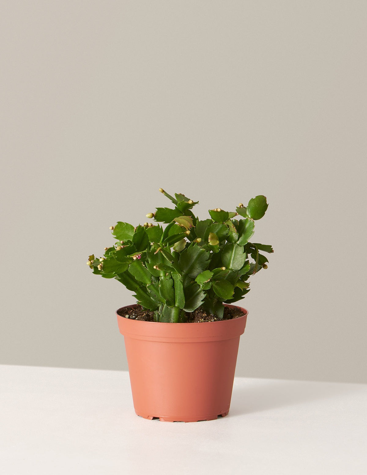 Blooming Cactus