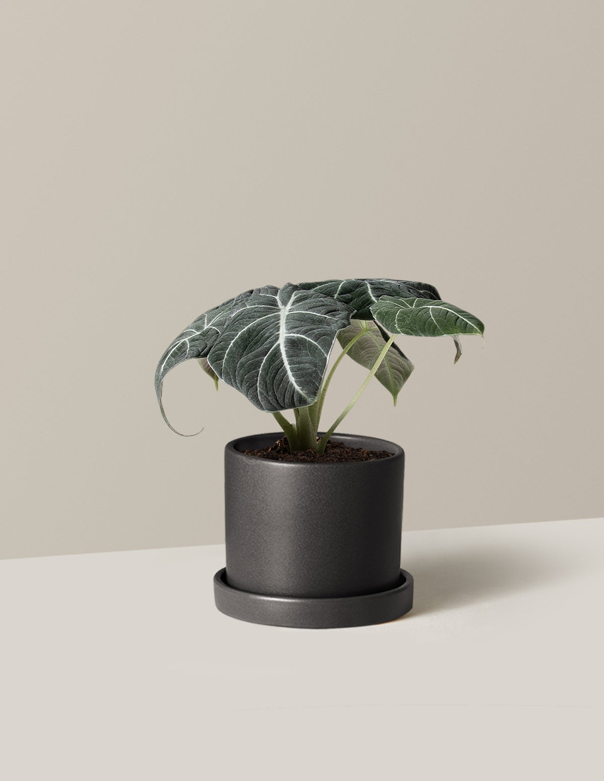 Alocasia Black Velvet