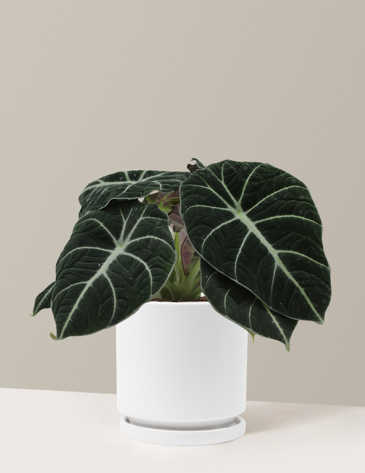 Alocasia Black Velvet