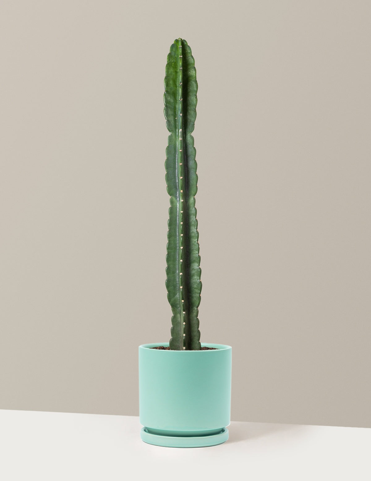 Cuddly Cactus