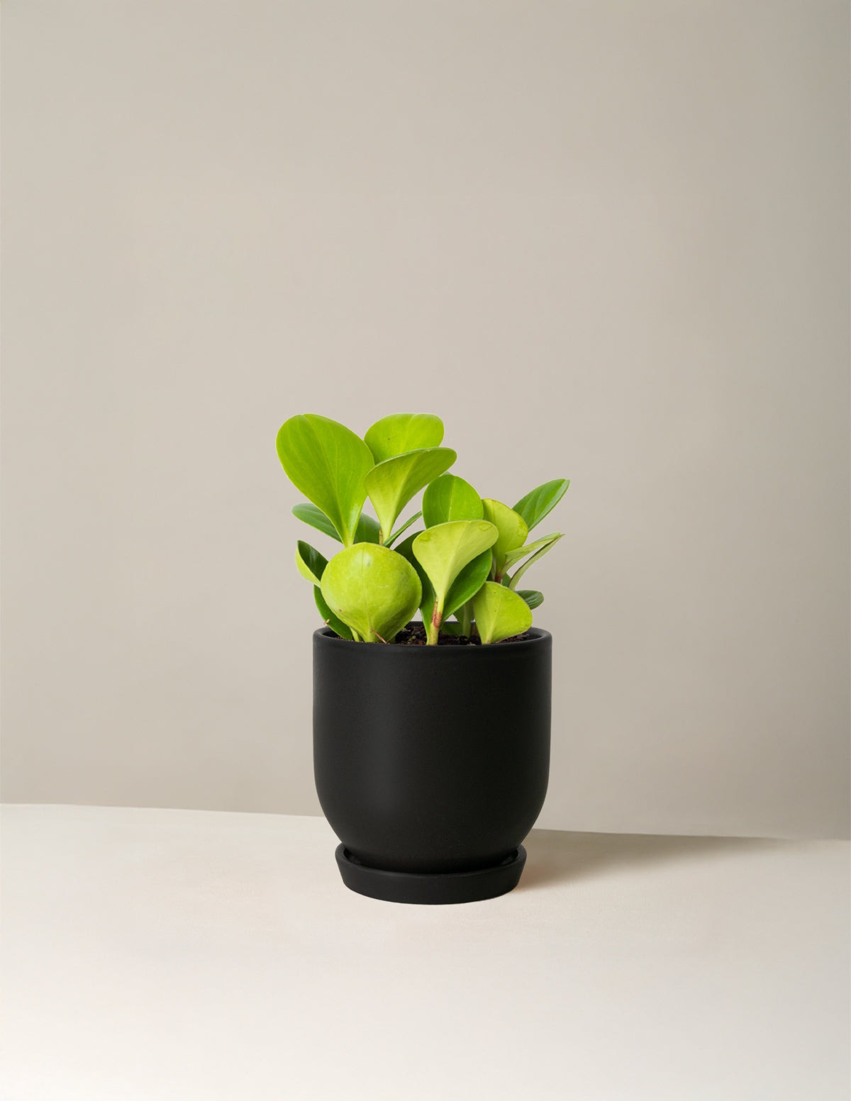 Baby Rubber Plant