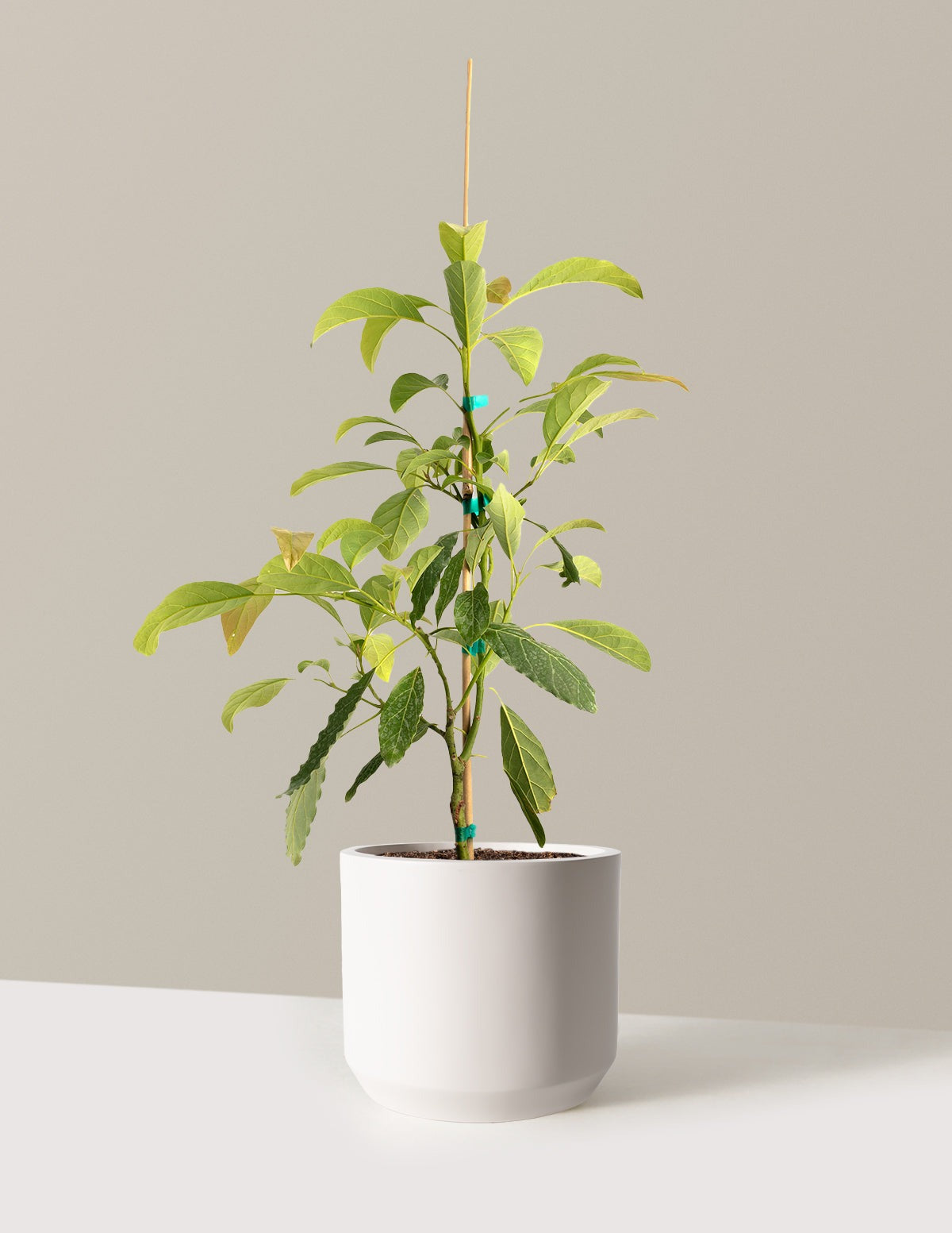 Hass Avocado Tree