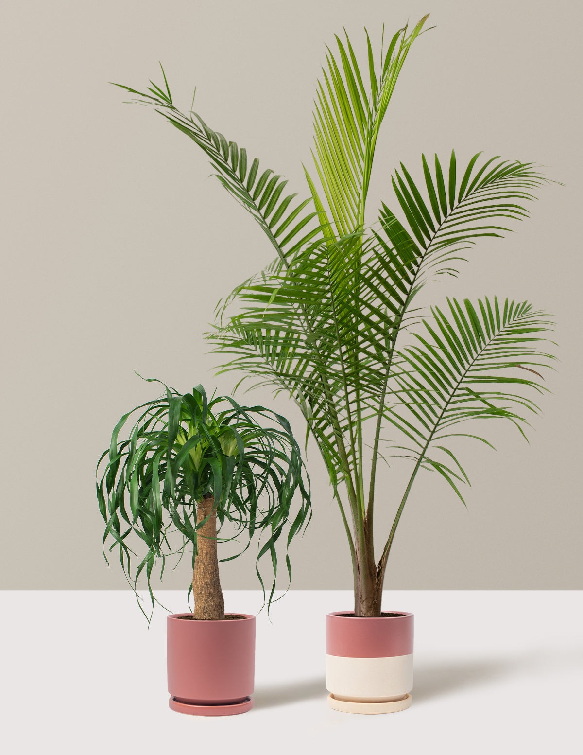 The Palm Bundle