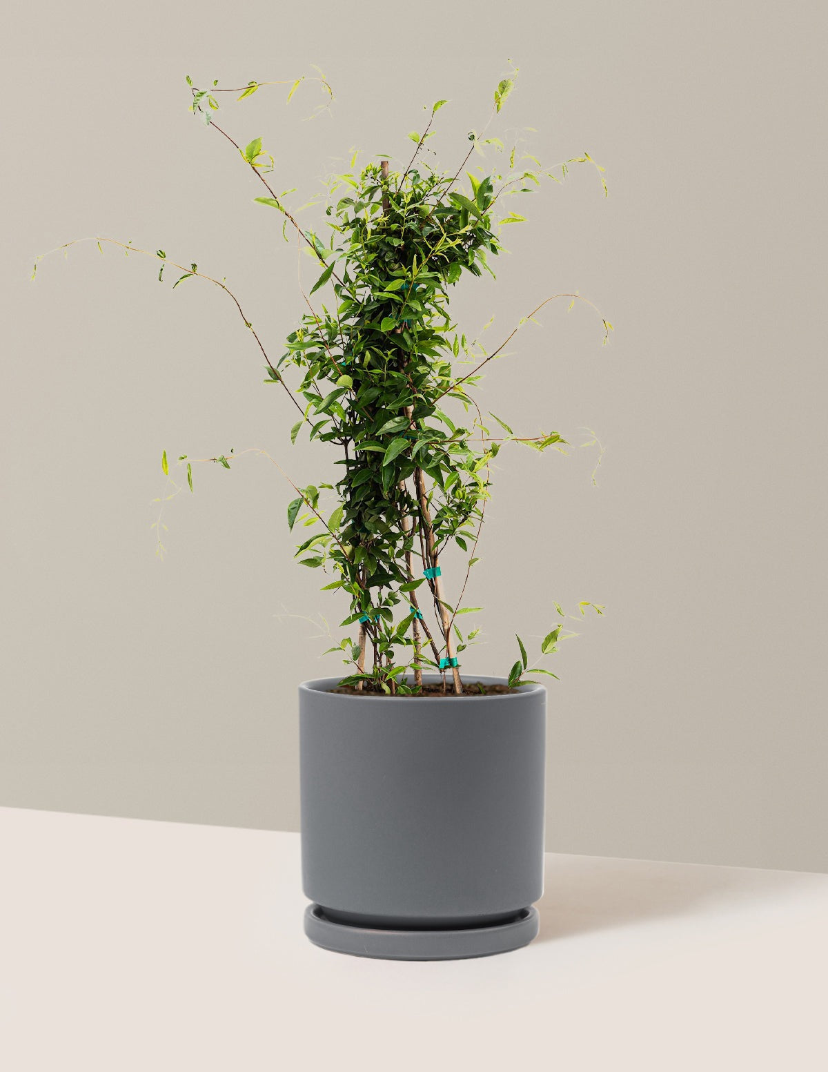 Carolina Jasmine