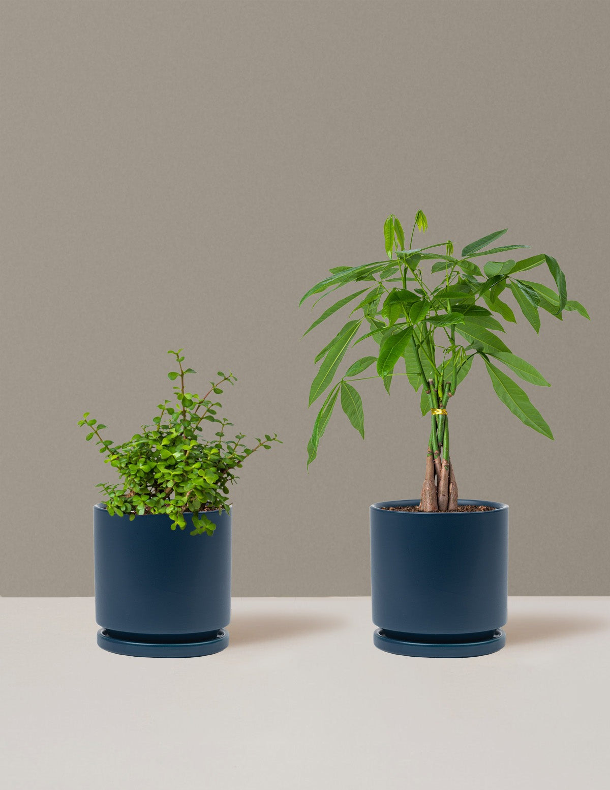 Prosperity Duo