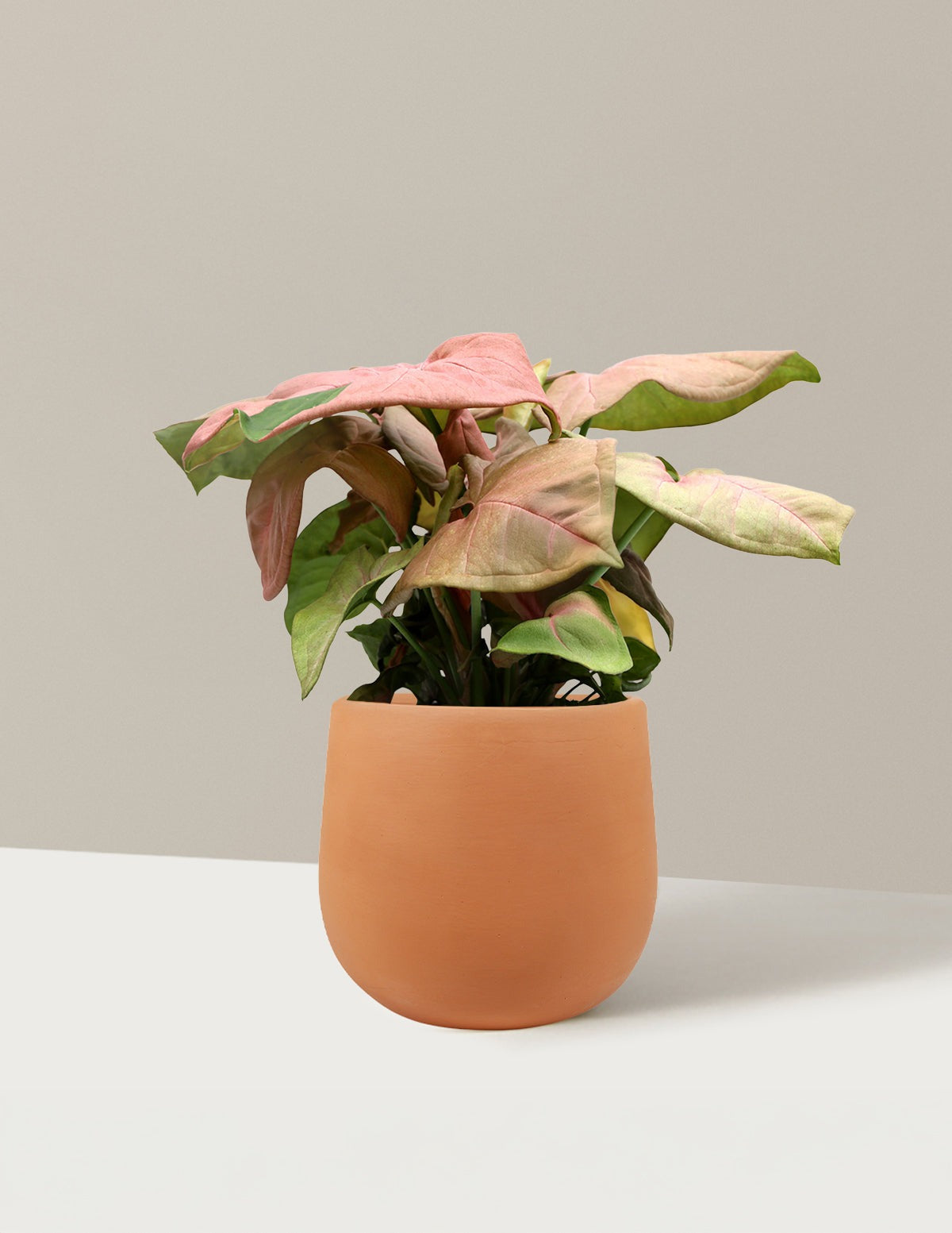 Pink Arrowhead Plant