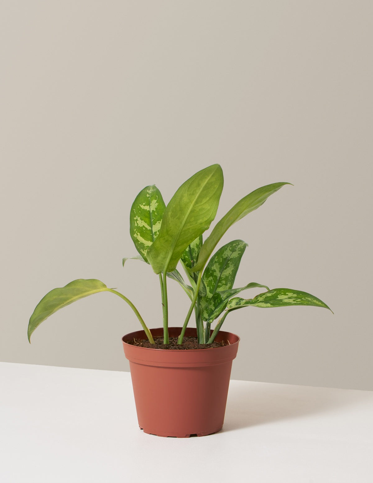 Aglaonema Maria