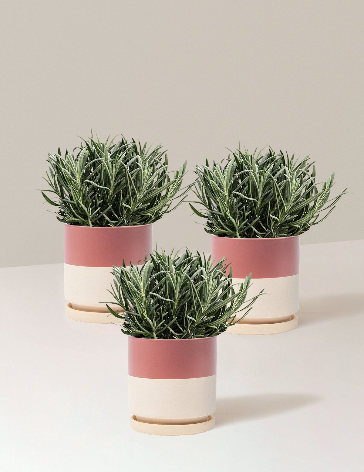 PhenomenalTM Lavender Plant