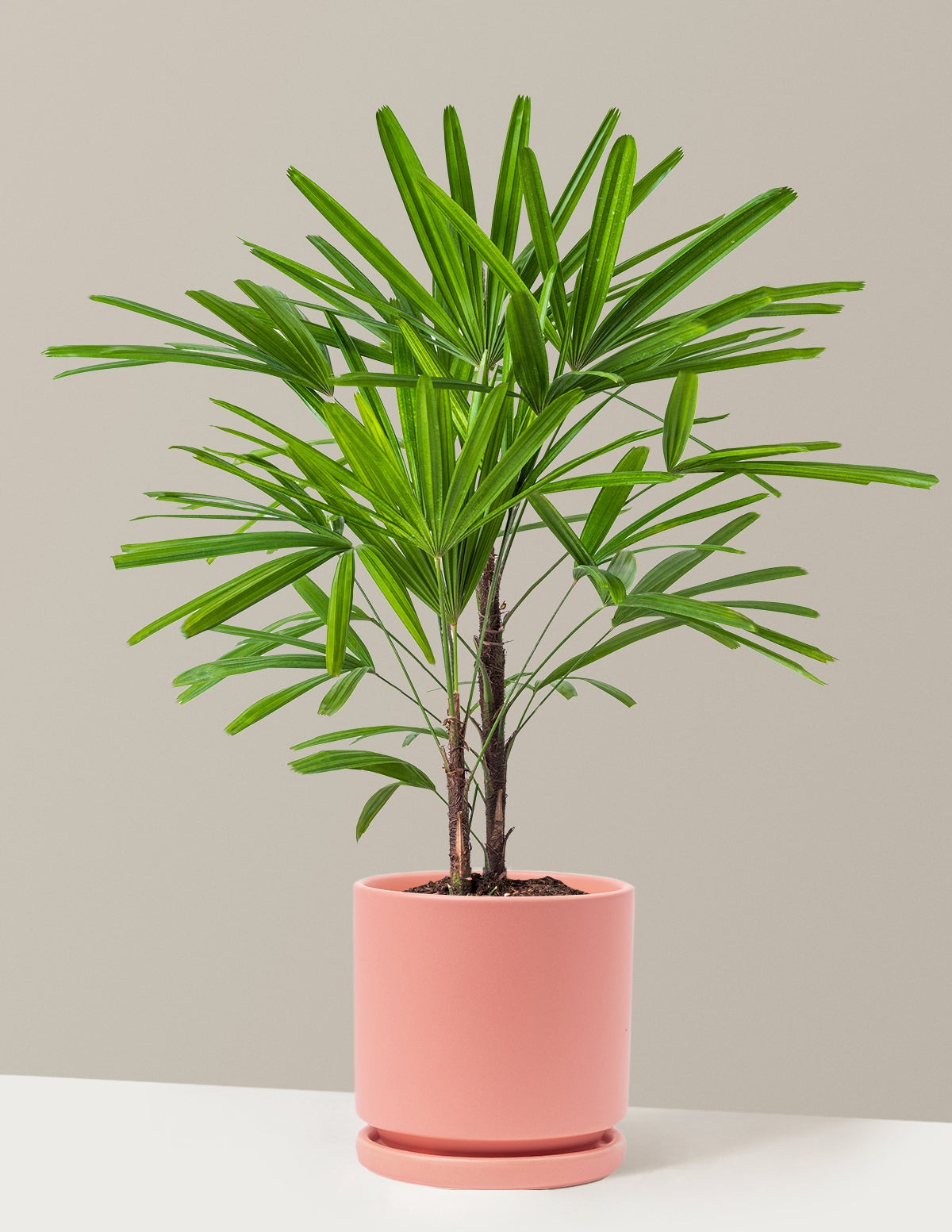 Large Lady Palm