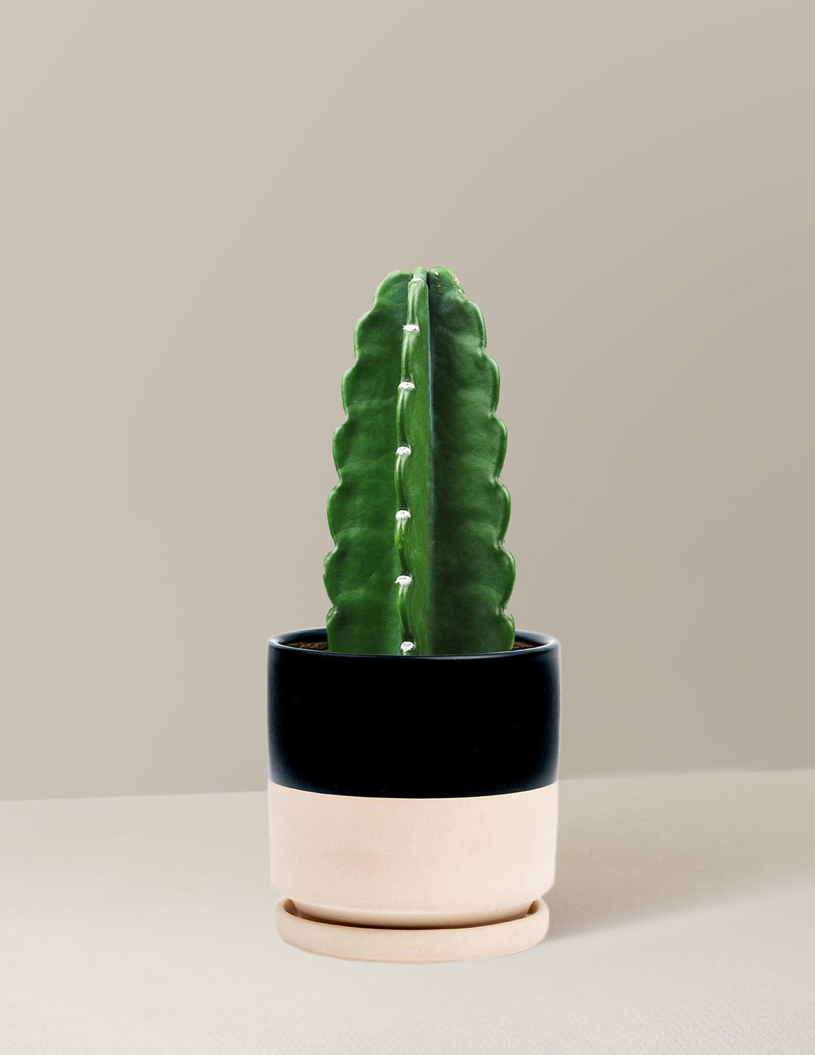 Cuddly Cactus